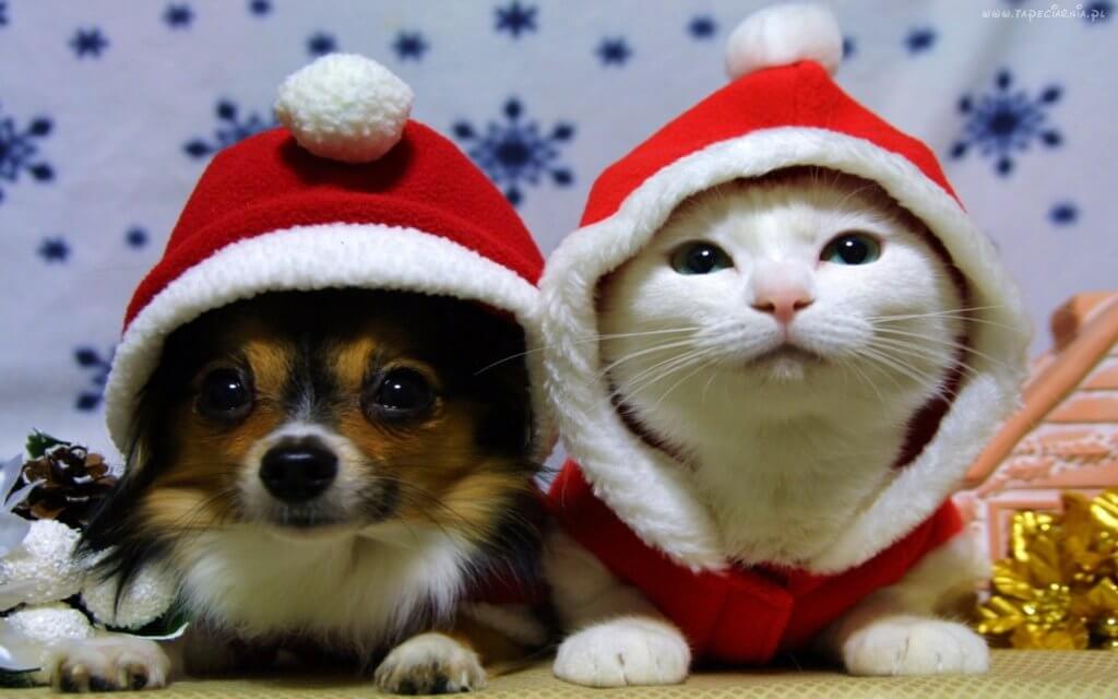Pies i kot w czapkach Mikołaja